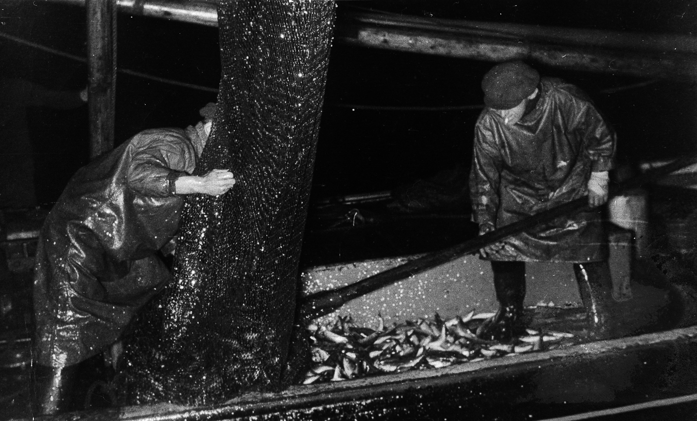 Two fishermen unloading herring from the ring net. L-R: Unknown, Mr Alex Smith.