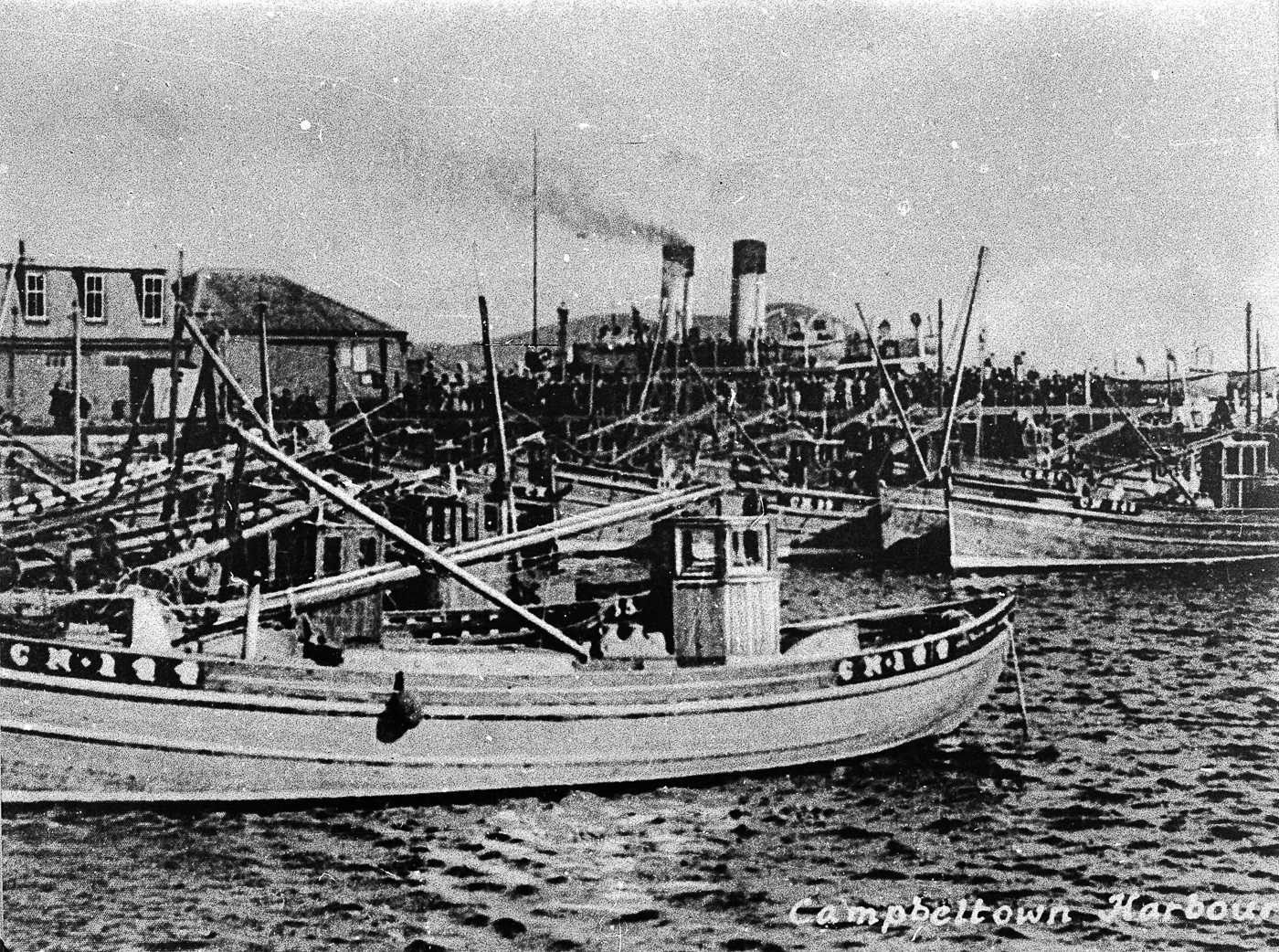 Postcard entitled 'Campbeltown Harbour' showing ringnetters in the harbour. Vessels pictured include 'Noss Head', CN144 of Carradale and 'Mystical Rose', CN245 of Campbeltown.