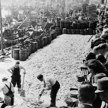 A big landing of herring from Scottish ringnetters at Whitby, 1951